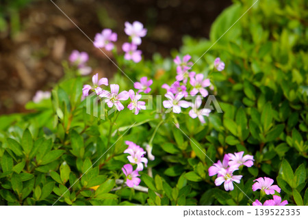 Pink oxalis flower blooming in garden Pink oxalis flower blooming in garden 139522335