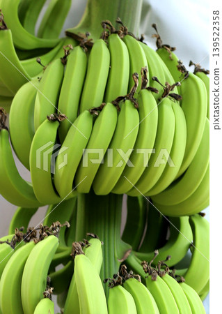 Raw Green Bananas Cluster Close Up on White Background Raw Green Bananas Cluster Close Up on White Background 139522358