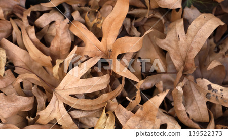 Dry brown fallen leaves covering forest ground Dry brown fallen leaves covering forest ground 139522373