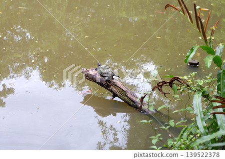 Freshwater turtle resting on wooden log in pond Freshwater turtle resting on wooden log in pond 139522378