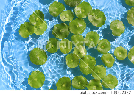 Green pennywort leaves floating on clear blue rippling water. Green pennywort leaves floating on clear blue rippling water. 139522387