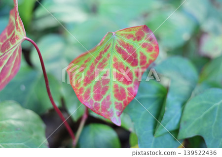 Green ivy leaf with purple spots in garden Green ivy leaf with purple spots in garden 139522436