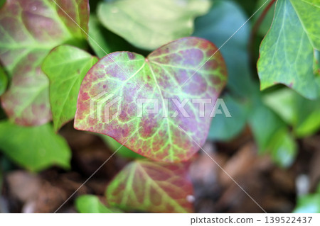 Green ivy leaf with purple spots in garden Green ivy leaf with purple spots in garden 139522437