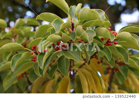 Kurogane holly red berries in Japanese park 139522440