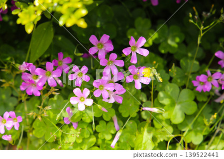 Pink oxalis flower blooming in garden Pink oxalis flower blooming in garden 139522441