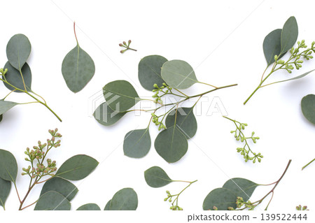 Eucalyptus leaves on white background Eucalyptus leaves on white background 139522444