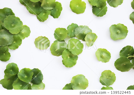 Fresh green pannywort plant leaves on a white background. 139522445