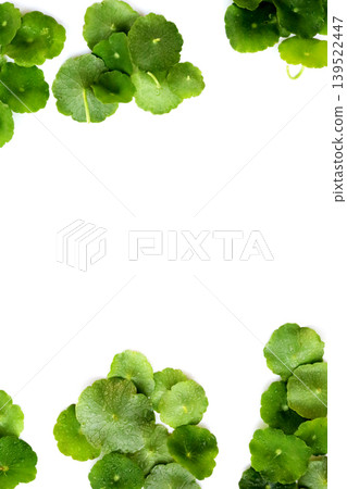Fresh green pannywort plant leaves on a white background. Fresh green pannywort plant leaves on a white background. 139522447