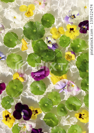 Colorful pansies and asiatic pennyworts floating on shimmering waves. Colorful pansies and asiatic pennyworts floating on shimmering waves. 139522474