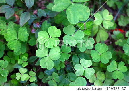 Green clover leaves natural ground cover Green clover leaves natural ground cover 139522487