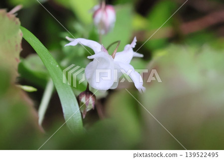 Epimedium 139522495