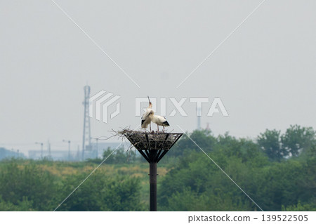 Storks in the flood plain Storks in the flood plain 139522505