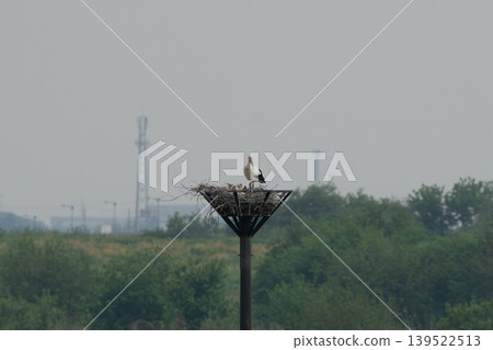 Storks in the flood plain Storks in the flood plain 139522513