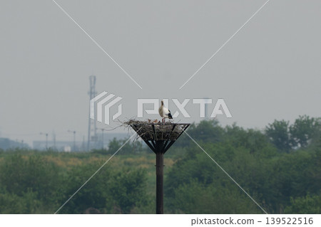 Storks in the flood plain Storks in the flood plain 139522516