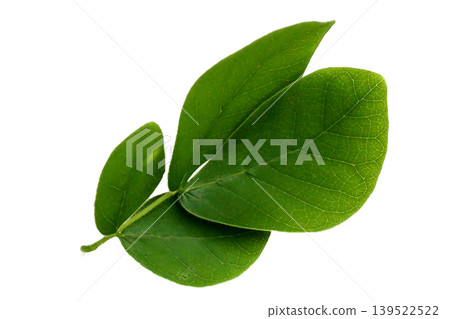 Rain tree leaves on white. Samanca Saman (Jacq) Merr. Rain tree leaves on white. Samanca Saman (Jacq) Merr. 139522522