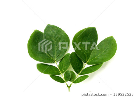 Rain tree leaves on white. Samanca Saman (Jacq) Merr. Rain tree leaves on white. Samanca Saman (Jacq) Merr. 139522523