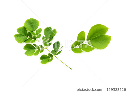 Rain tree leaves on white. Samanca Saman (Jacq) Merr. Rain tree leaves on white. Samanca Saman (Jacq) Merr. 139522526