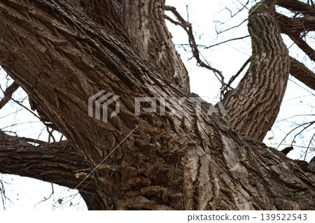 Large tree trunk and branches viewed from below Large tree trunk and branches viewed from below 139522543