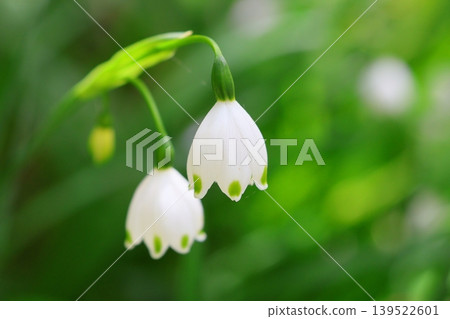 Lily of the valley Lily of the valley 139522601