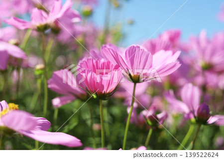 Pink cosmos flowers under a clear blue sky. 139522624