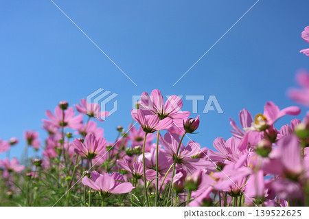 Pink cosmos flowers under a clear blue sky. Pink cosmos flowers under a clear blue sky. 139522625