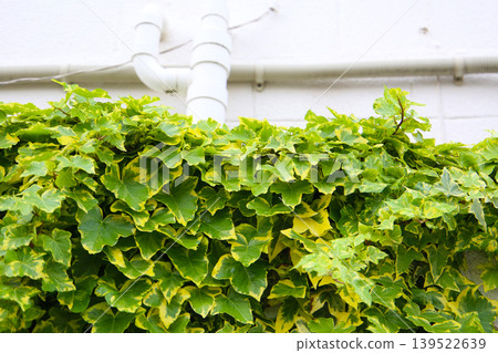 Green ivy leaves growing on wall Green ivy leaves growing on wall 139522639
