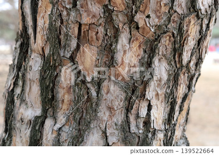 Old cracked tree bark natural texture Old cracked tree bark natural texture 139522664