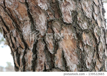 Old cracked tree bark natural texture 139522665