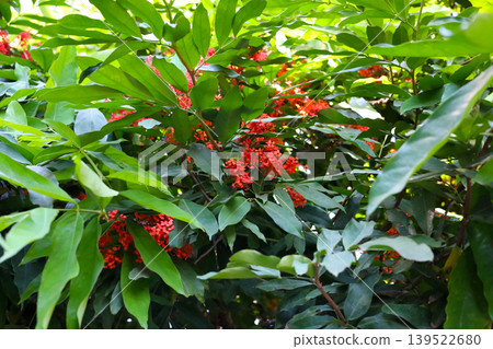 Ashoka tree red flowers with green leaves in tropical garden Ashoka tree red flowers with green leaves in tropical garden 139522680