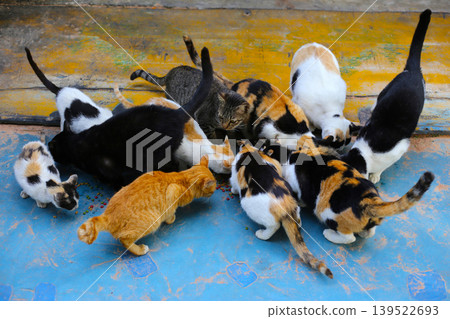 Group of stray cats eating food together outdoors Group of stray cats eating food together outdoors 139522693