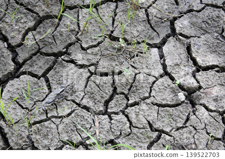 Green grass growing through cracked dry soil surface 139522703