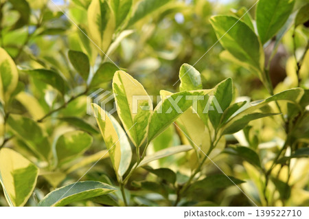 Variegated citrus leaves growing in garde 139522710