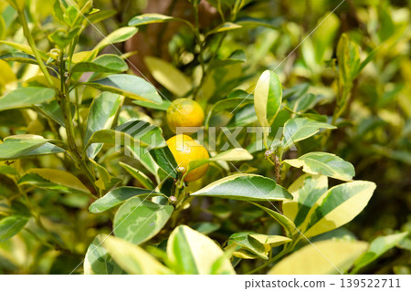 Small citrus fruit growing on tree in garden 139522711