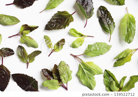 Holy basil, Fresh leaves of herb plant 139522712