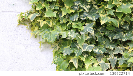 Green ivy leaves growing on wall 139522714