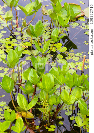 Aquatic plants growing in pond water 139522716