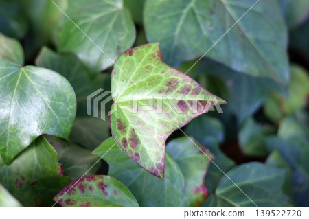 Green ivy leaf with purple spots in garden Green ivy leaf with purple spots in garden 139522720
