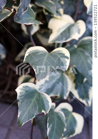 Variegated ivy leaves with green and cream patterns 139522721