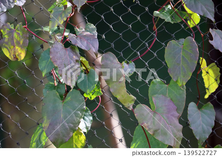 Climbing vine on metal fence Climbing vine on metal fence 139522727