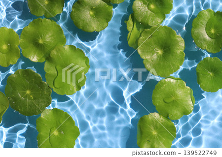 Green pennywort leaves floating on clear blue rippling water. Green pennywort leaves floating on clear blue rippling water. 139522749