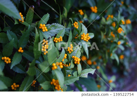 Japanese Sarcandra berries ripening in winter forest Japanese Sarcandra berries ripening in winter forest 139522754