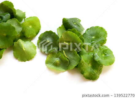 Fresh green pannywort plant leaves on a white background. Fresh green pannywort plant leaves on a white background. 139522770
