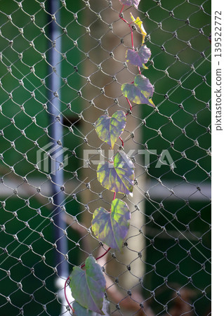 Climbing vine on metal fence Climbing vine on metal fence 139522772