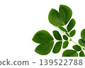 Rain tree leaves on white. Samanca Saman (Jacq) Merr. 139522788
