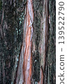 Natural tree bark texture close up 139522790