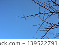 Leafless trees against blue sky in winter 139522791
