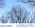 Tree branches against blue winter sky 139522793