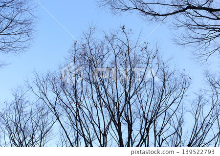 Tree branches against blue winter sky Tree branches against blue winter sky 139522793