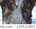 Peeling bark pattern on plane tree trunk 139522801