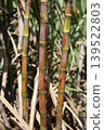 Sugarcane stalks growing in the field. 139522803